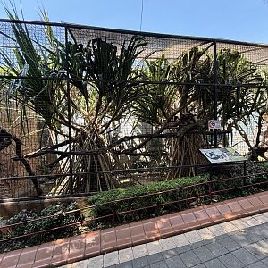 Black-and-white Ruffed Lemur Exhibit