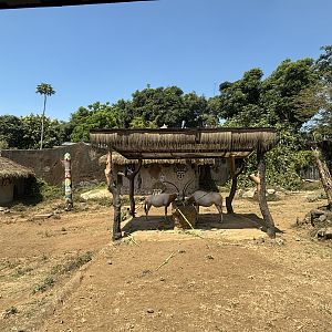 African Savanna - Scimitar-horned Oryx
