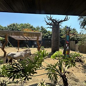 African Savanna - Gemsbok