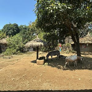 African Savanna - Scimitar-horned Oryx + Zebra