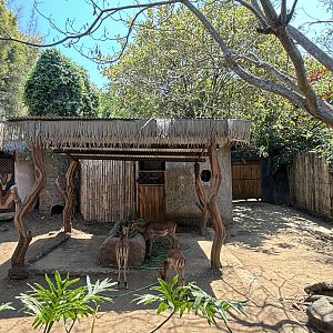 African Savanna - Impala