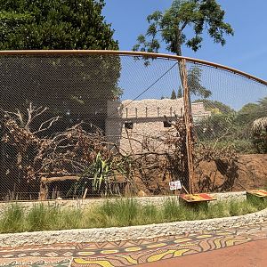 Mona Monkey + Red River Hog Exhibit