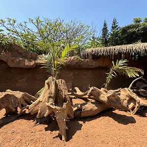 Banded Mongoose Exhibit