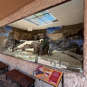 Rock Hyrax + Spurred Tortoise Exhibit