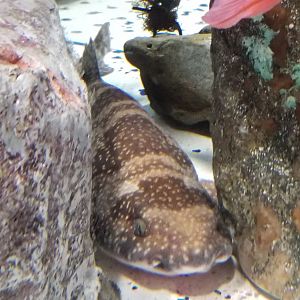 Izu Catshark