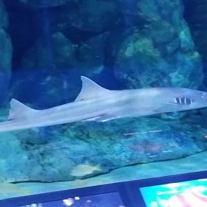 Brownbanded Bamboo Shark