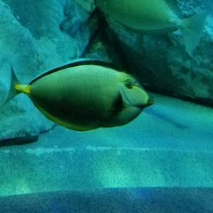 Orangespine Unicornfish