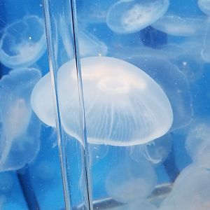 Moon Jellyfish