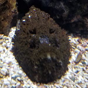 Reef Stonefish