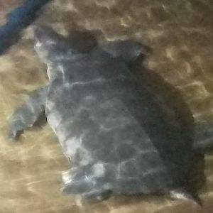 Pig-nosed Turtle