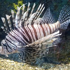 Red Lionfish