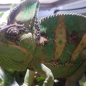 Veiled Chameleon