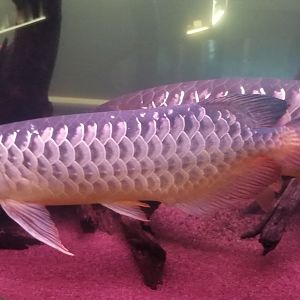 Asian Arowana
