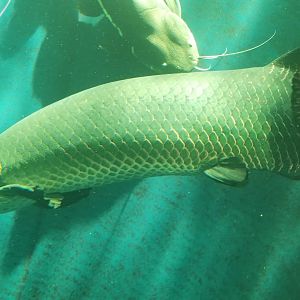 Arapaima