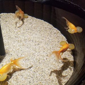 Bubble-eye Goldfish