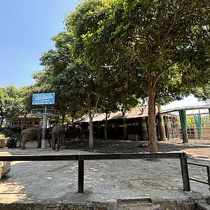 Asian Elephant Exhibit