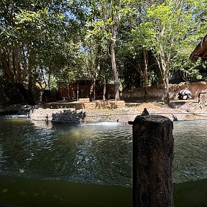 Malayan Tapir Exhibit