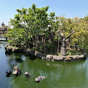 Silvery Gibbon Exhibit