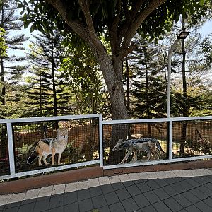 Black-backed Jackal Exhibit