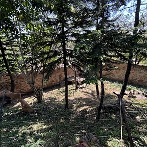 Black-backed Jackal Exhibit