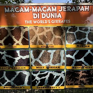 Sign - 9 Giraffe Species