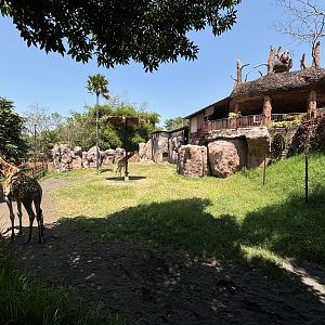 Giraffe Exhibit