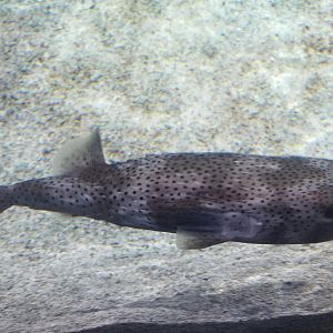Spotfin Porcupinefish