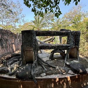 Binturong Exhibit #3