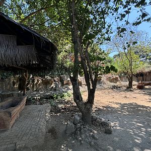 Texas Longhorn Exhibit