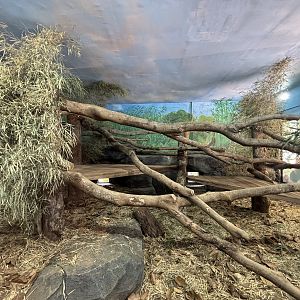 Red Panda Indoor Exhibit (New in 2024)