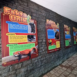 Red Panda Signs (New in 2024)