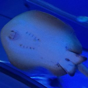 Bluespotted Ribbontail Ray