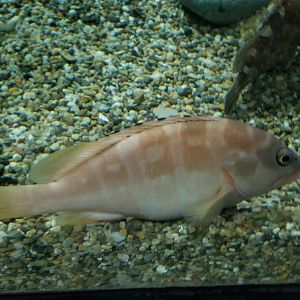 Blacktip Grouper