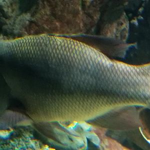 Asian Sheepshead Wrasse