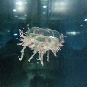 Flower Hat Jelylfish