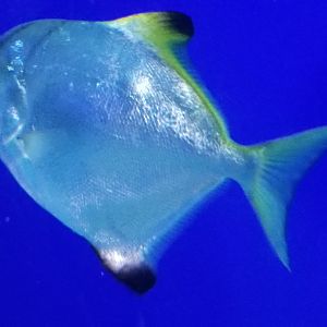 Silvery Moonfish