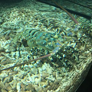 Ornate Spiny Lobster