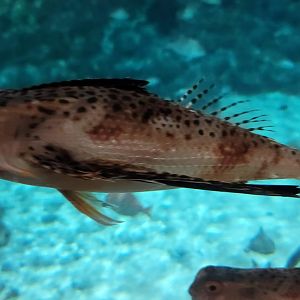 Oriental Flying Gurnard
