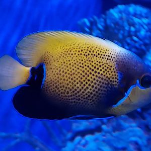 Blue Girdled Angelfish