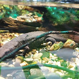 Hong Kong Warty Newt
