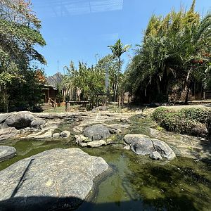 Tiger Exhibit #2 - Sumatran