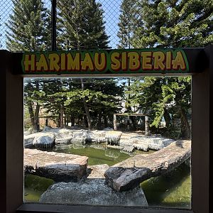 Tiger Exhibit #3 - Amur