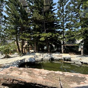 Tiger Exhibit #3 - Amur