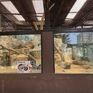 Ocelot Exhibit
