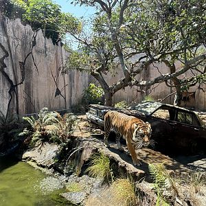 Tiger Exhibit #4