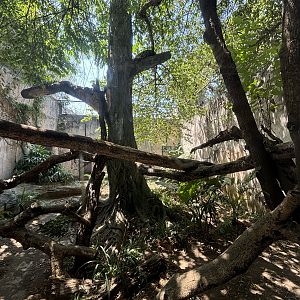Clouded Leopard Exhibit