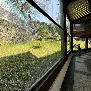Snow Leopard Exhibit