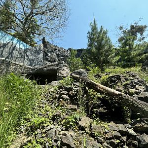 Snow Leopard Exhibit