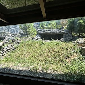 Snow Leopard Exhibit