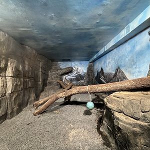 Snow Leopard Indoor Exhibit